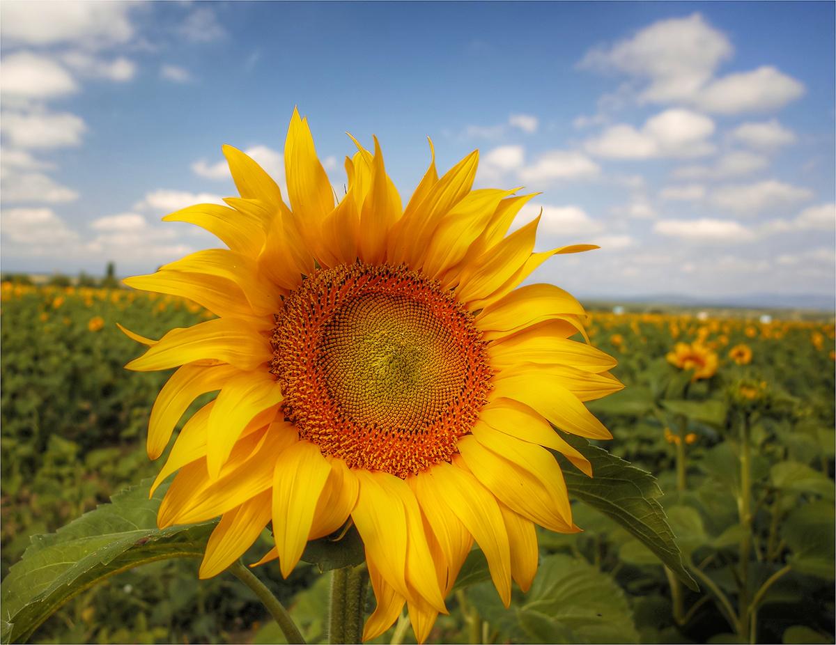 Los girasoles inspiran a las nuevas tecnologías.